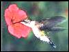 Hummingbird